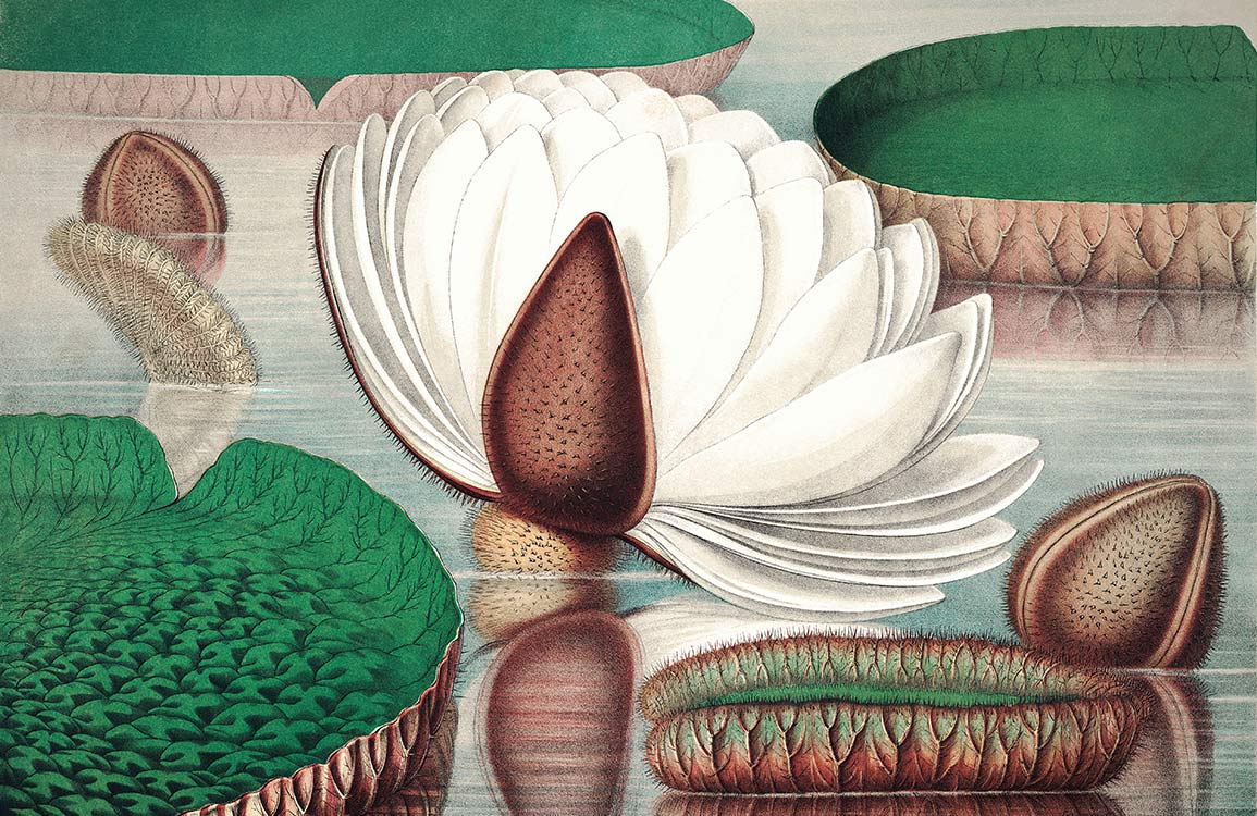 Vintage Botanical Pond Scene Wallpaper Mural with Green and White Lotus Design