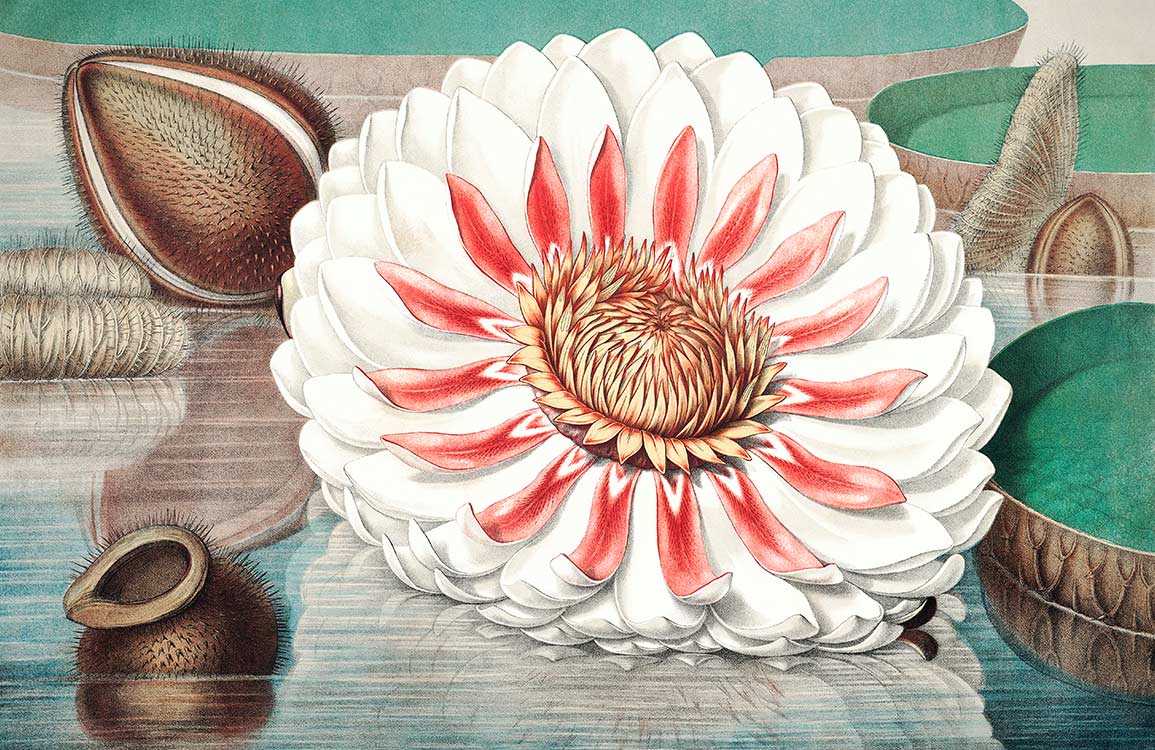 Tropical Water Lily Botanical Mural Wallpaper in Vintage Earthy Tones Design