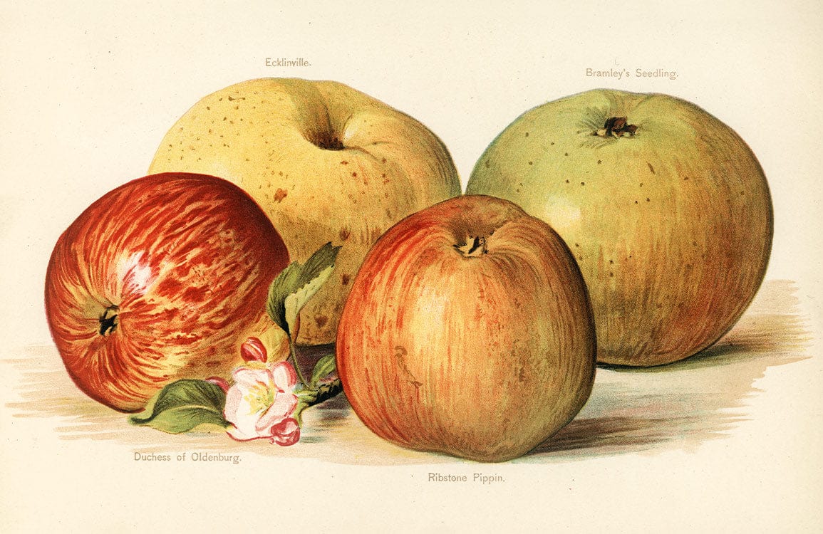 Vintage Apple Orchard Illustration Mural Wallpaper: Classic Botanical Fruit Design