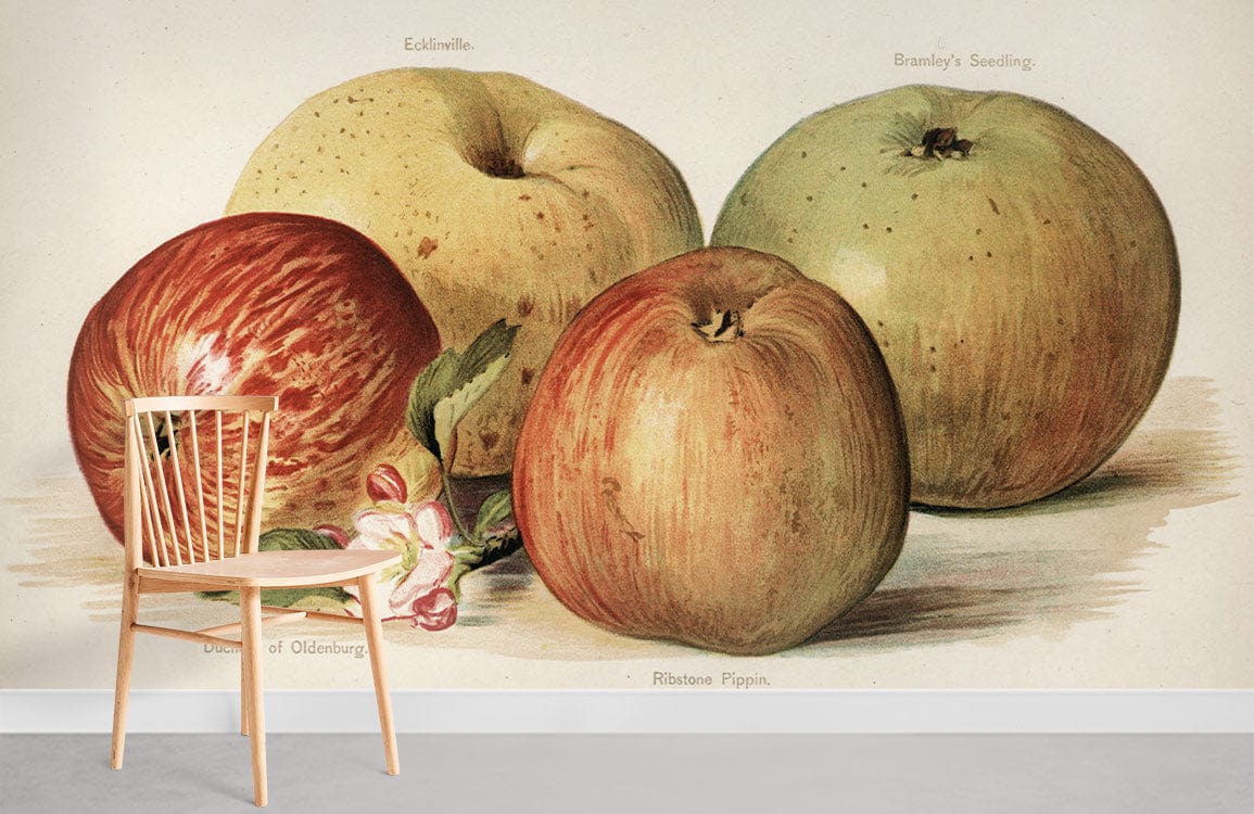 Vintage Apple Orchard Illustration Mural Wallpaper featuring classic botanical apple design and wooden chair.