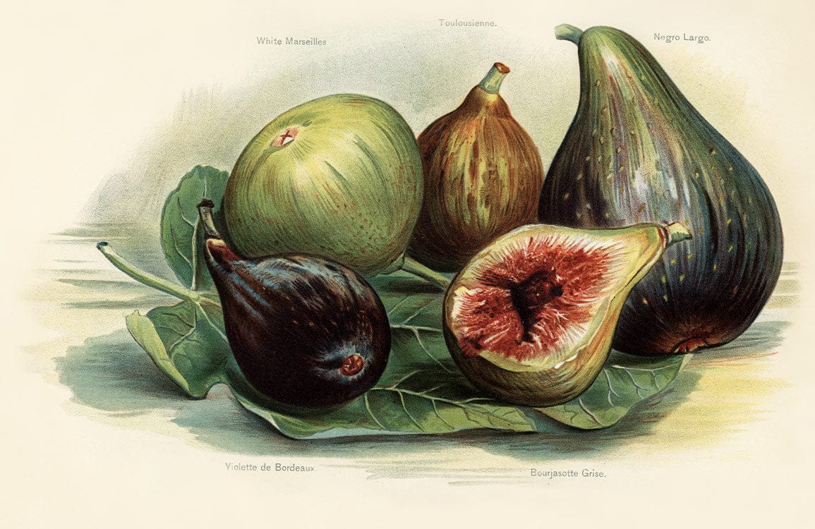 Vintage Botanical Fig Illustration Mural Wallpaper in Classic Earthy Tones