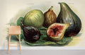 Vintage Fig Wallpaper Mural