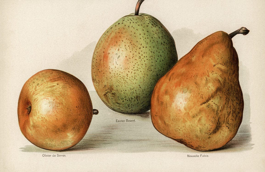 Vintage Pear Botanical Print Wallpaper - Classic Green and Earthy Tones