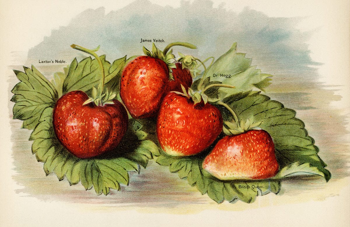 Vintage Strawberry Botanical Illustration Mural Wallpaper in Lush Greenery Style