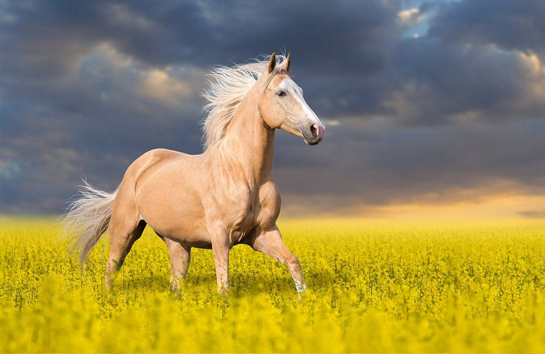 Golden Horse in Meadow Mural Wallpaper - Scenic Nature Artwork Design