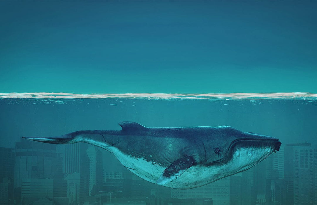 Majestic Blue Whale Ocean Mural Wallpaper for Contemporary Urban Spaces