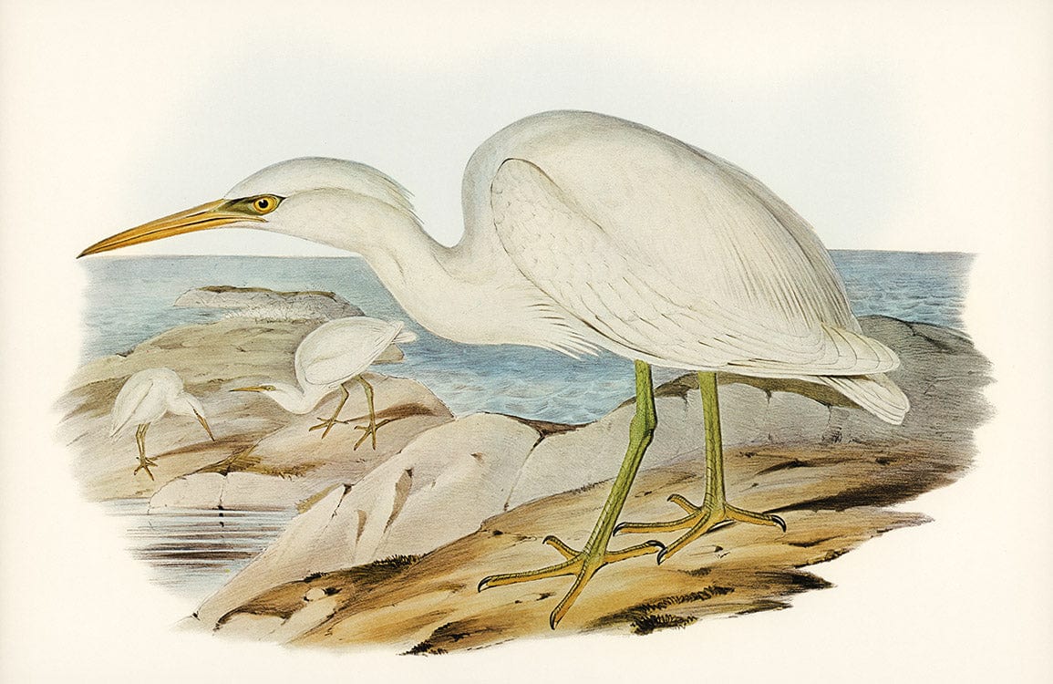 Vintage White Egret Seaside Nature Mural Wallpaper in Soft Pastel Tones