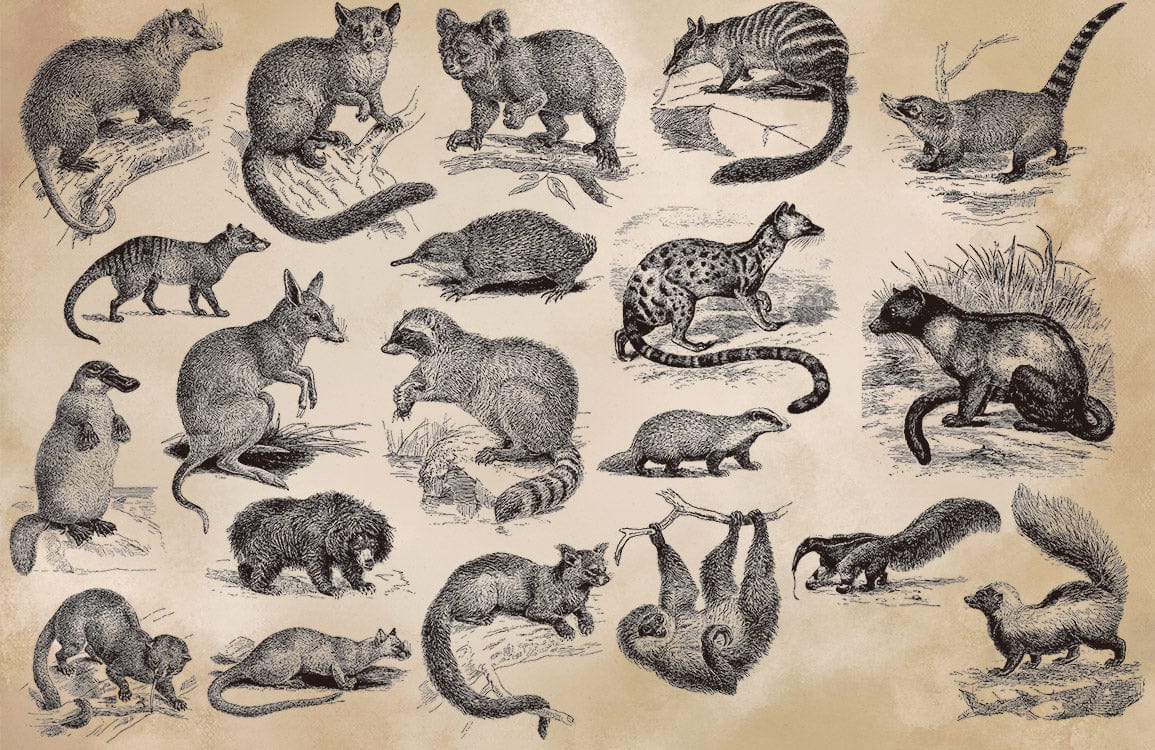 Vintage Wildlife Sketch Mural Wallpaper - Sepia Tones Nature Theme Decor