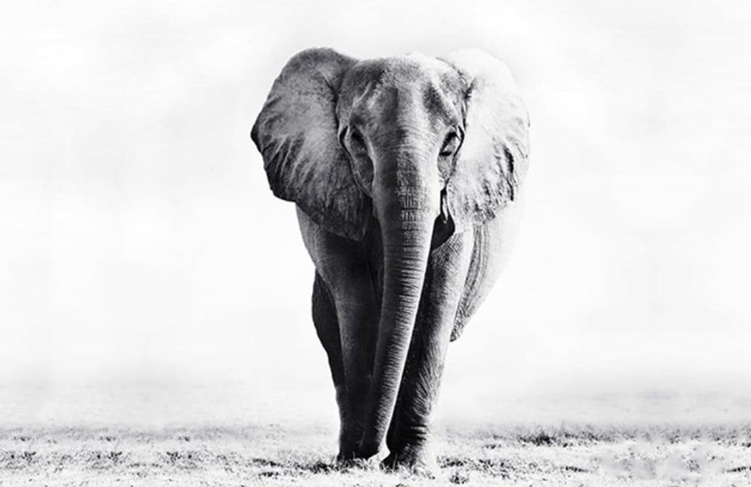 Elegant Elephant Monochrome Safari Mural Wallpaper for Stylish Interiors Decor