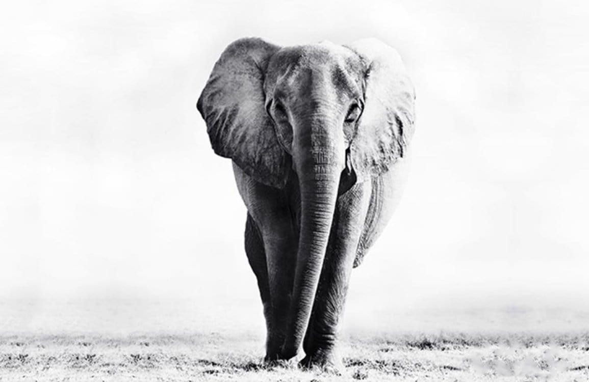 Elegant Elephant Monochrome Safari Mural Wallpaper for Stylish Interiors Decor