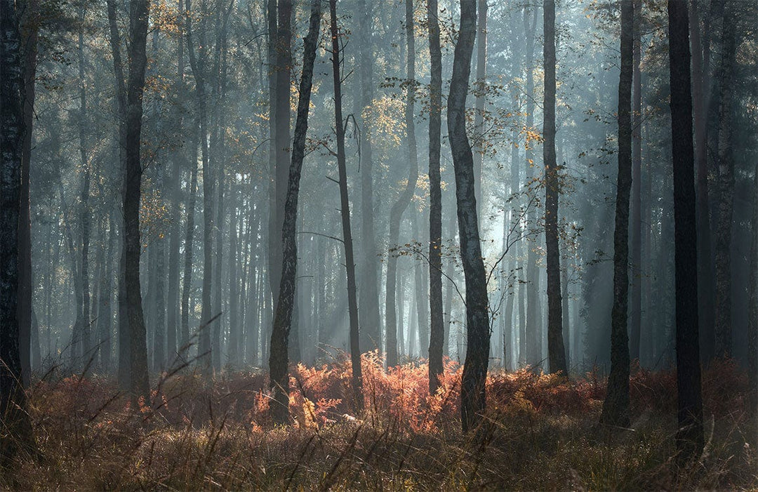 Enchanting Morning Mist Forest Mural Wallpaper in Earthy Autumnal Hues