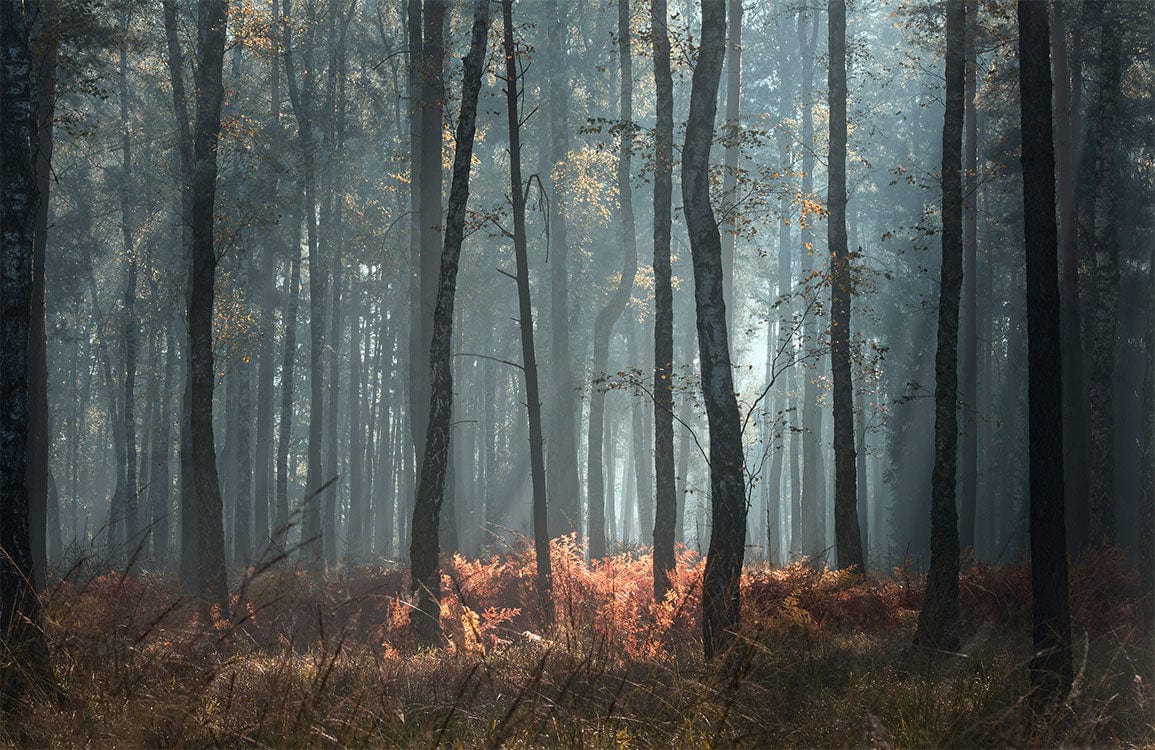 Enchanting Morning Mist Forest Mural Wallpaper in Earthy Autumnal Hues