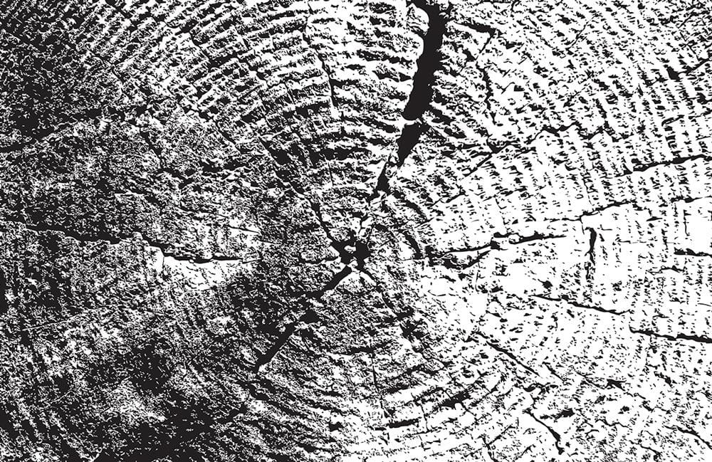 Monochrome Tree Rings Rustic Black and White Mural Wallpaper Design