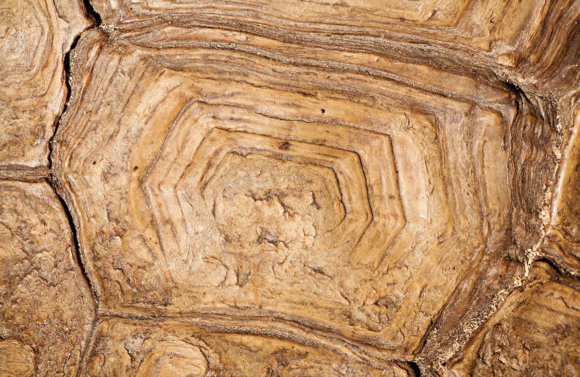 Natural Tortoise Shell Textured Brown Pattern Wallpaper for Rustic Interiors